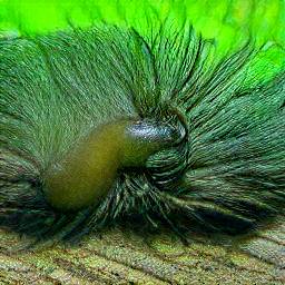 1: A brown slug with green hair.