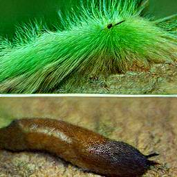 2: Divided by a horizontal divider into two pictures: a green mess of hair in the upper half, and a brown hairless slug in the bottom half.
