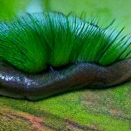 4: A brown slug with green hair.