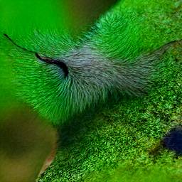 5: A closeup of the antennae of a green hairy slug.