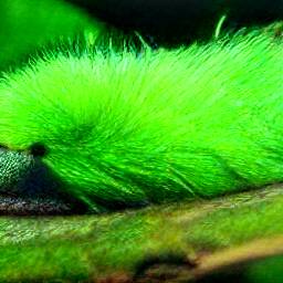6: A greyish-green slug with bright neon green hair.