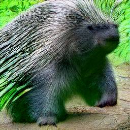 5: A porcupine, but its back half blends into the green grass of the background, so it looks like it only has two legs.