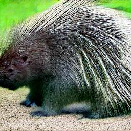 6: A porcupine. Natural background, gravel and grass.