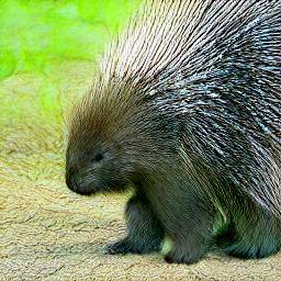 8: A porcupine. Natural background, dirt and grass.