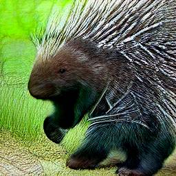 9: A porcupine. Natural background, grass.