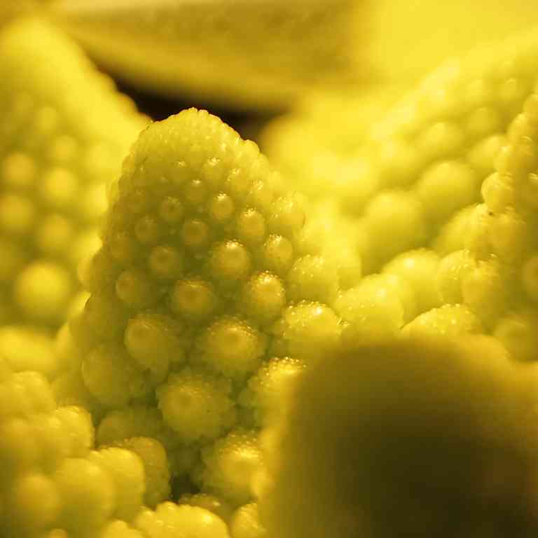 Romanesco broccoli closeup, JPEG, quality level 30.