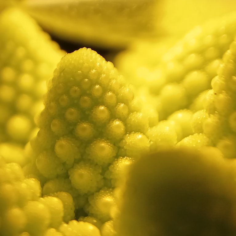 Romanesco broccoli closeup, JPEG, quality level 80.